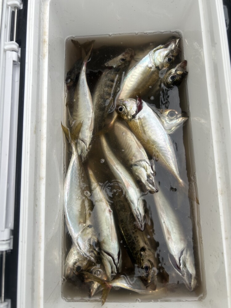 釣果写真