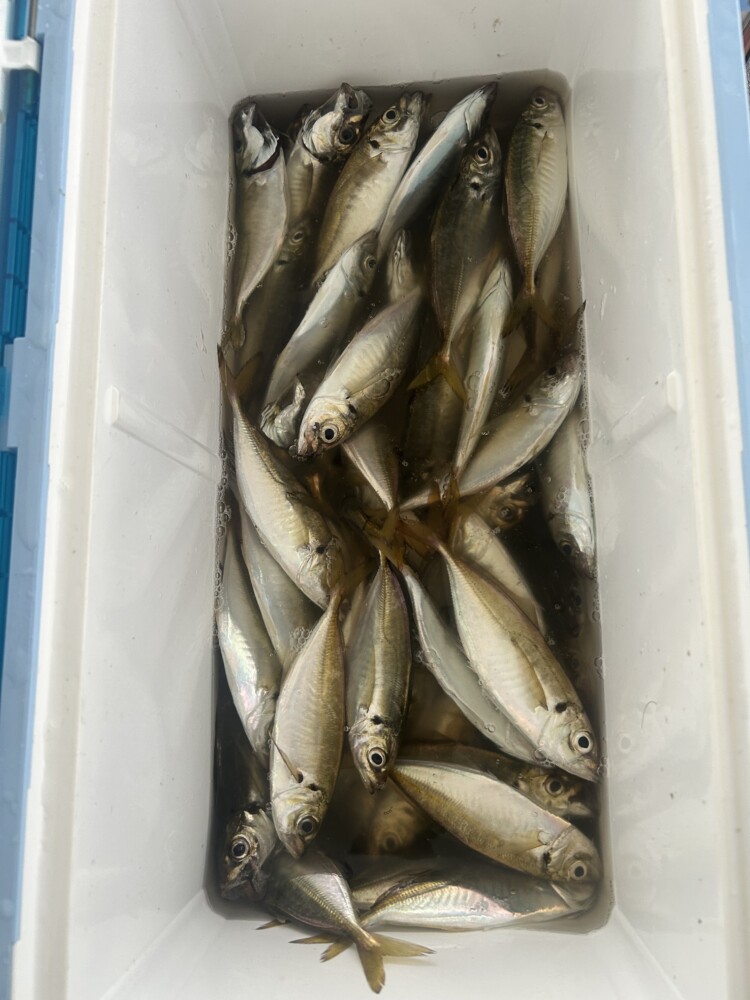 釣果写真