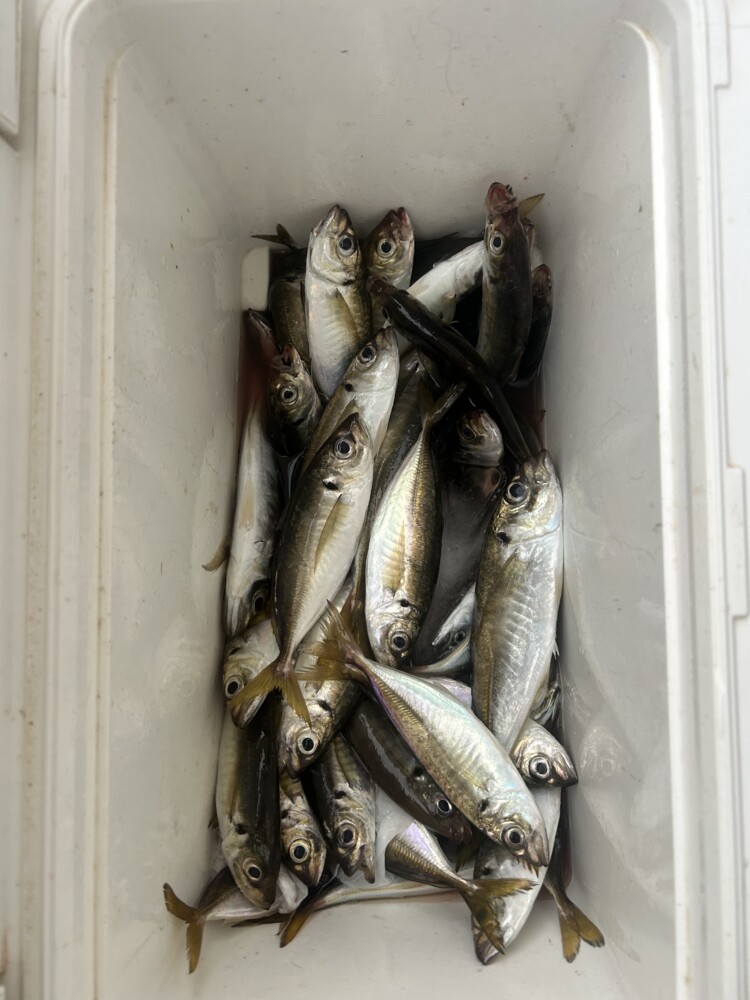 釣果写真