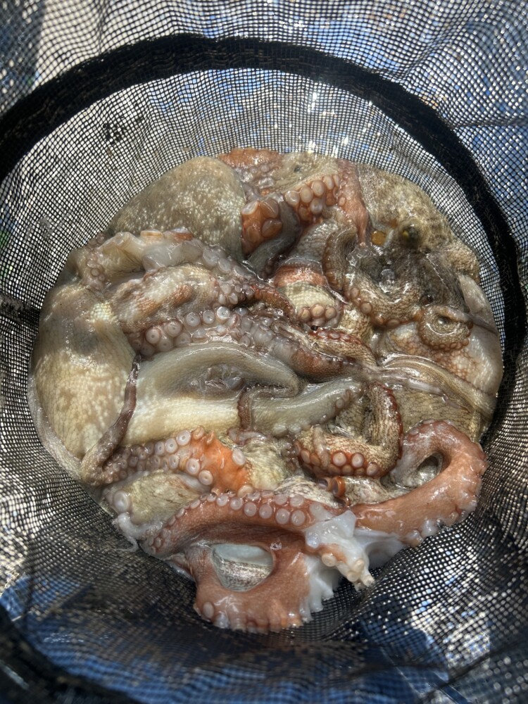 釣果写真