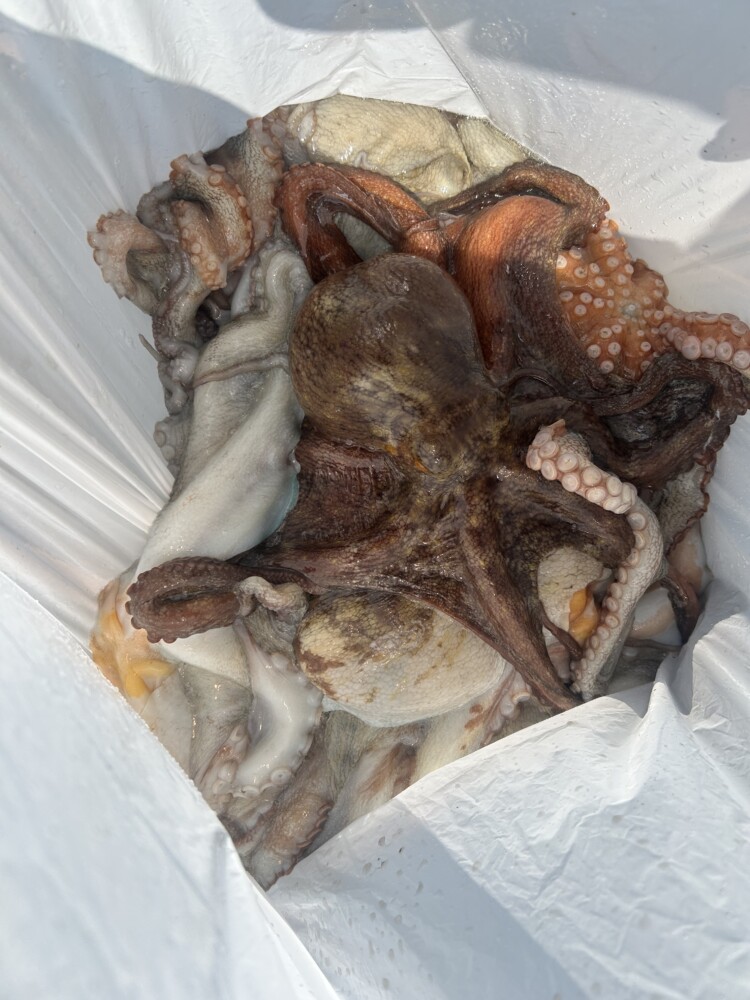 釣果写真