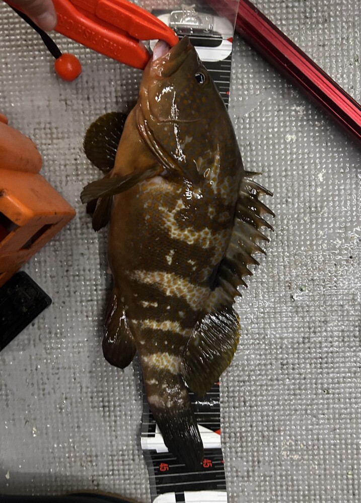 釣果写真