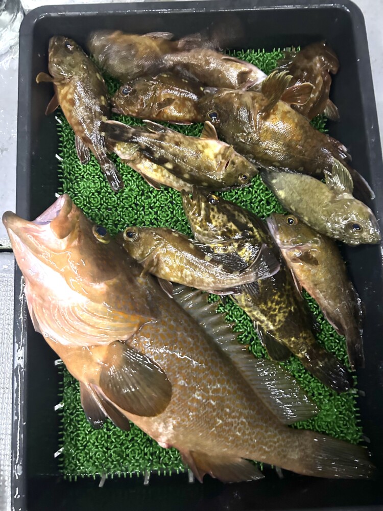 釣果写真