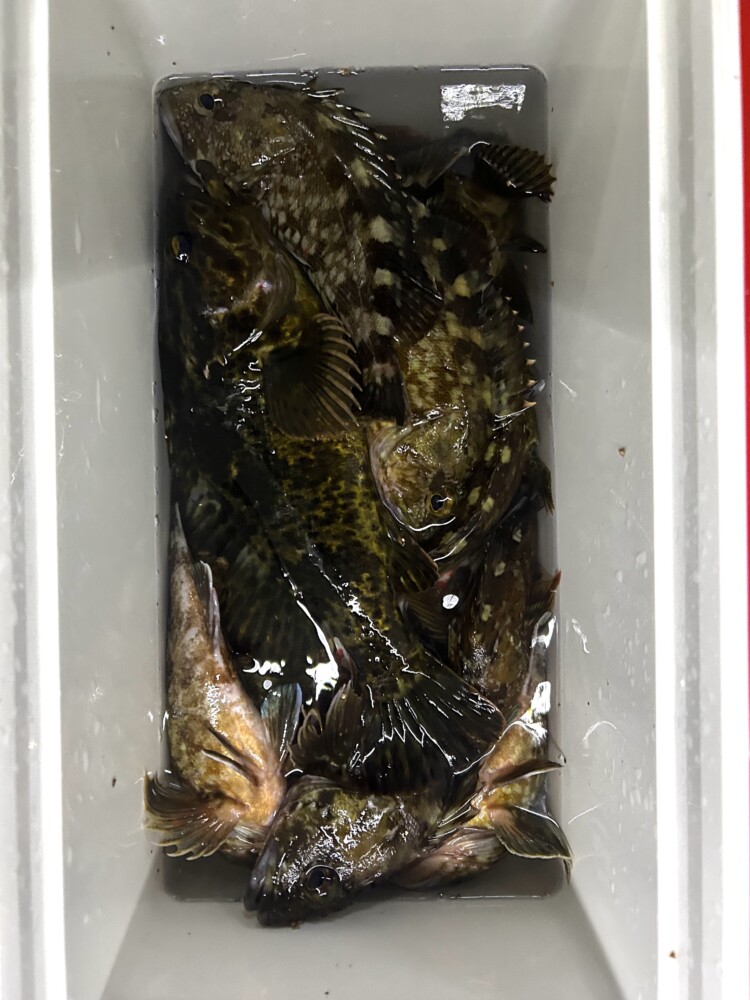 釣果写真