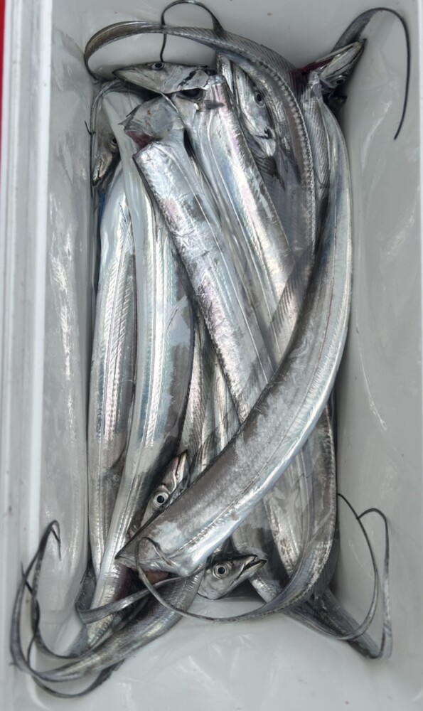 釣果写真