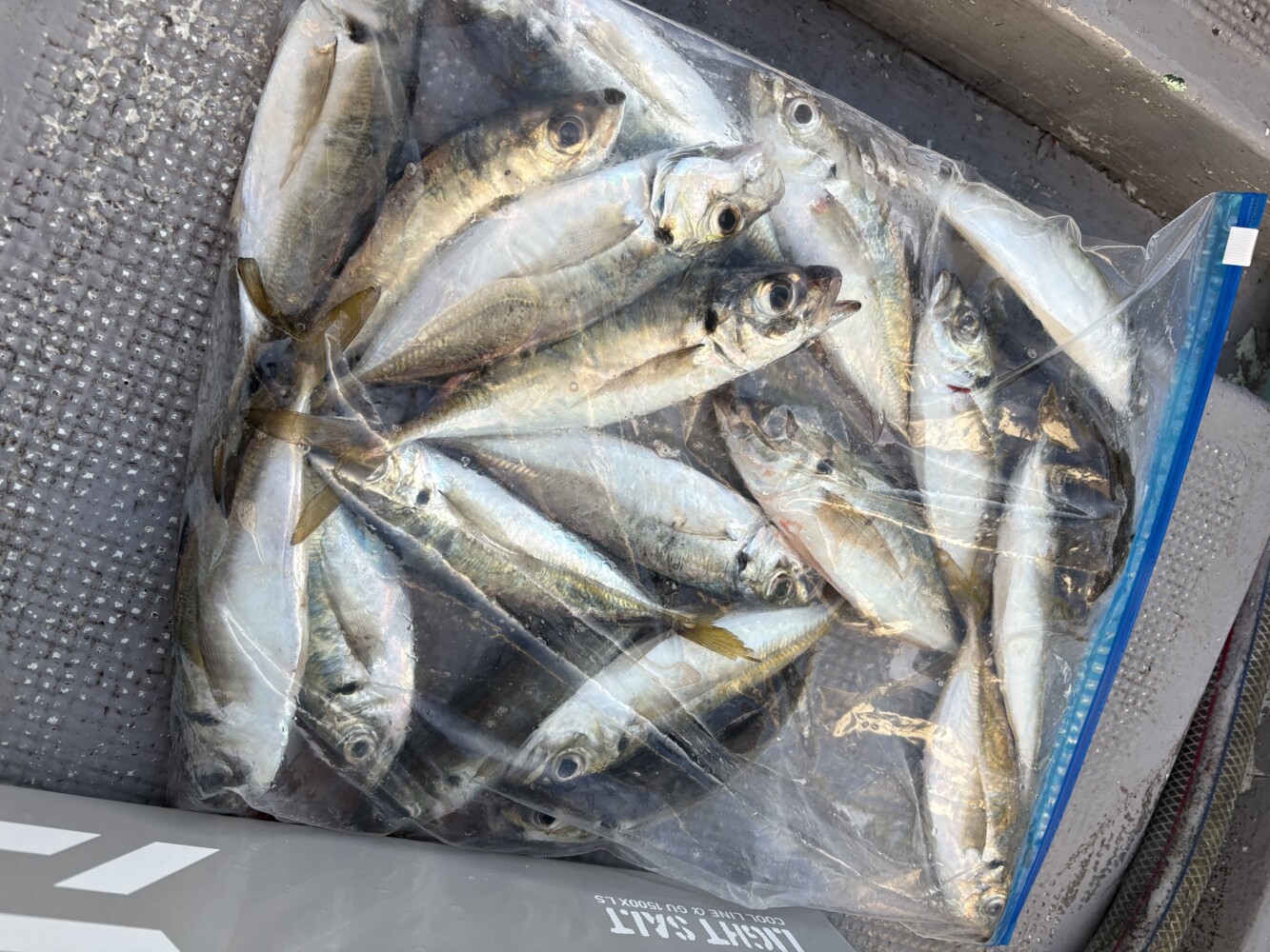 釣果写真