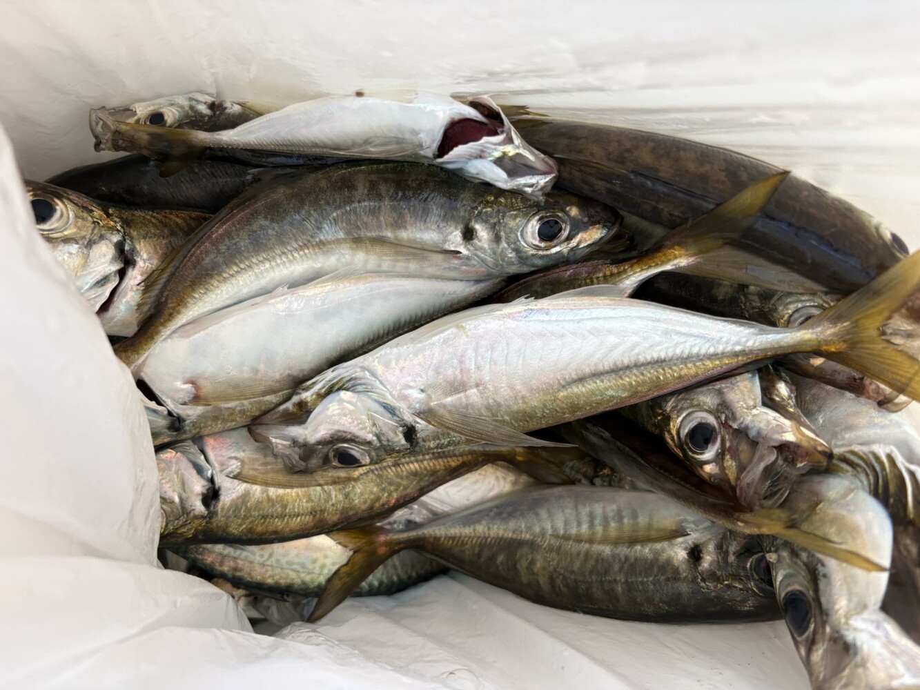 釣果写真