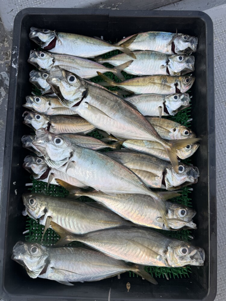 釣果写真