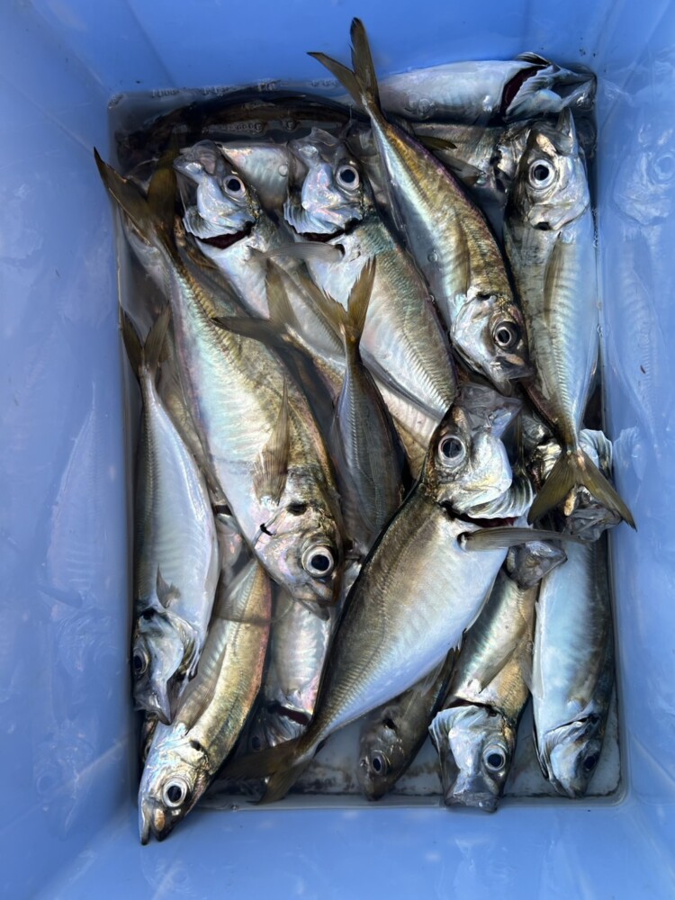 釣果写真