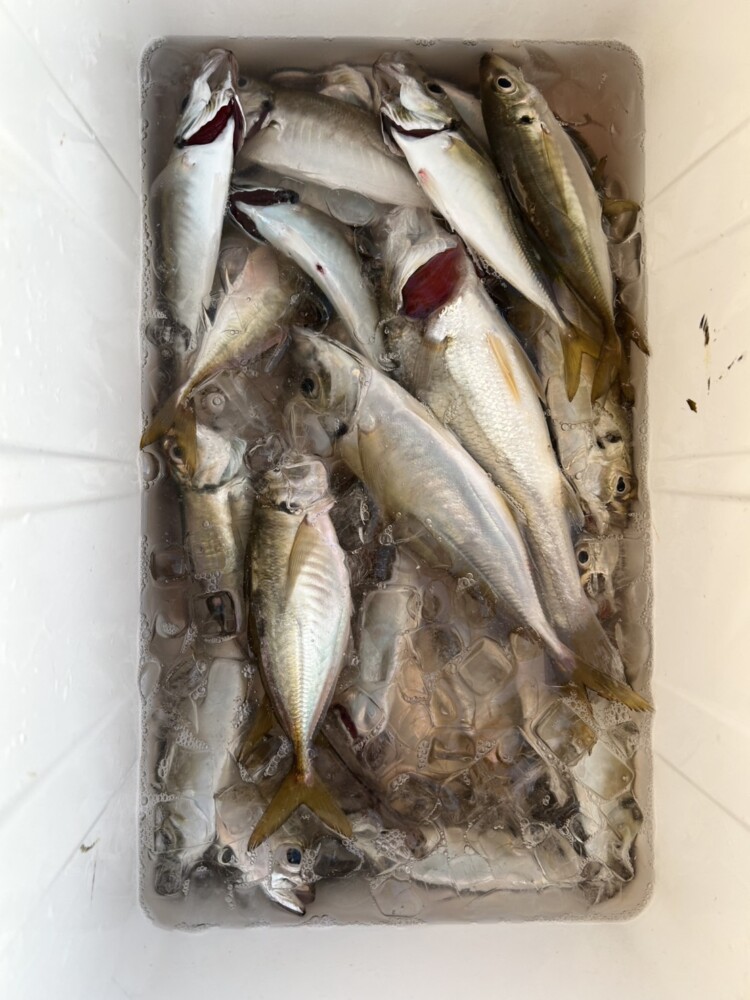 釣果写真