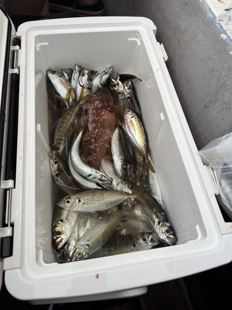 釣果写真