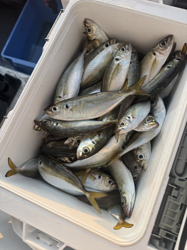 釣果写真