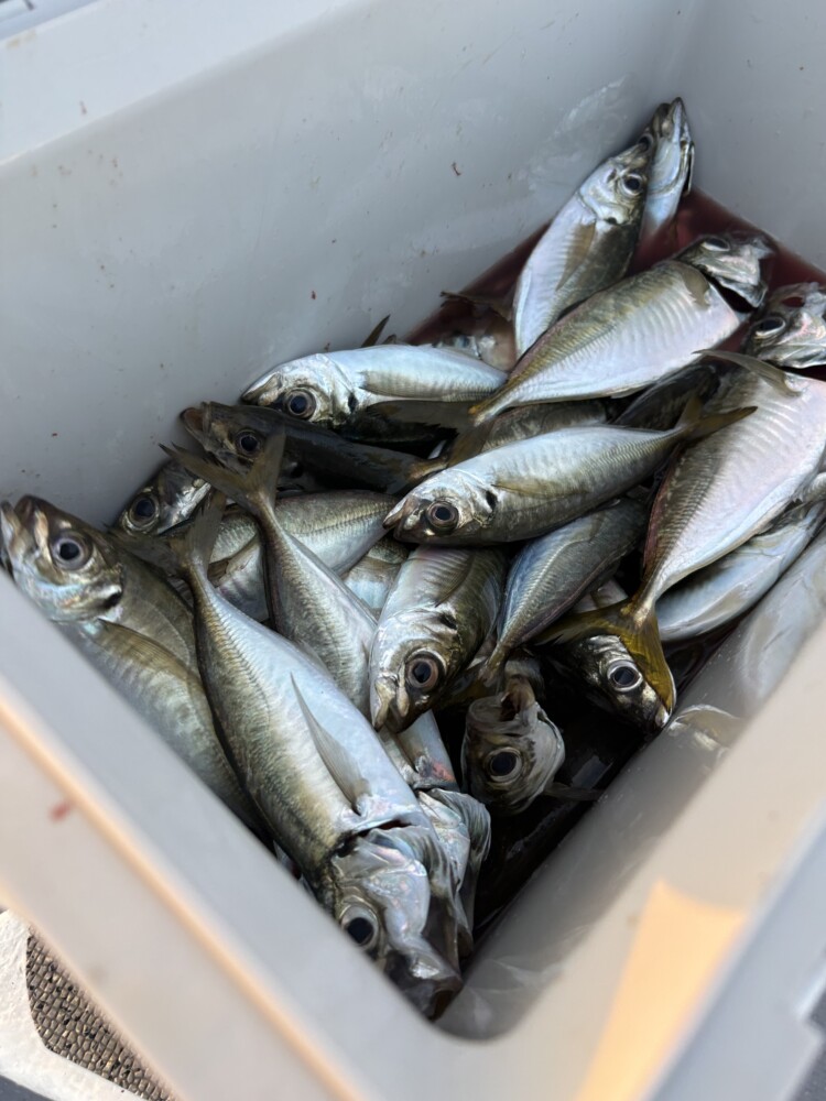 釣果写真