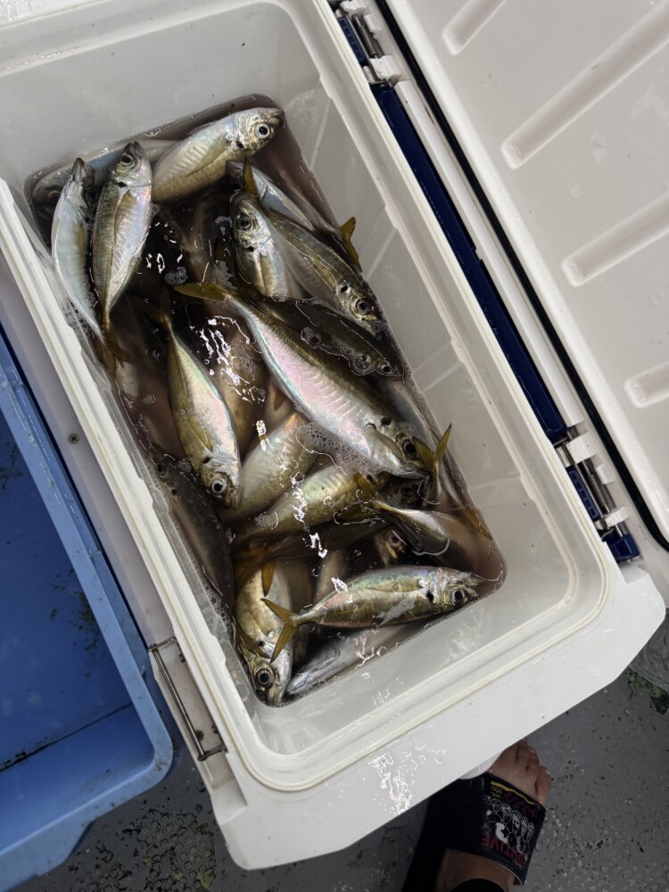 釣果写真