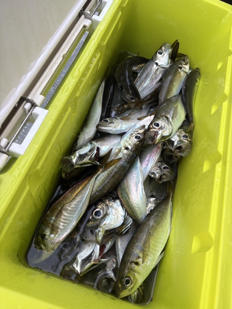 釣果写真