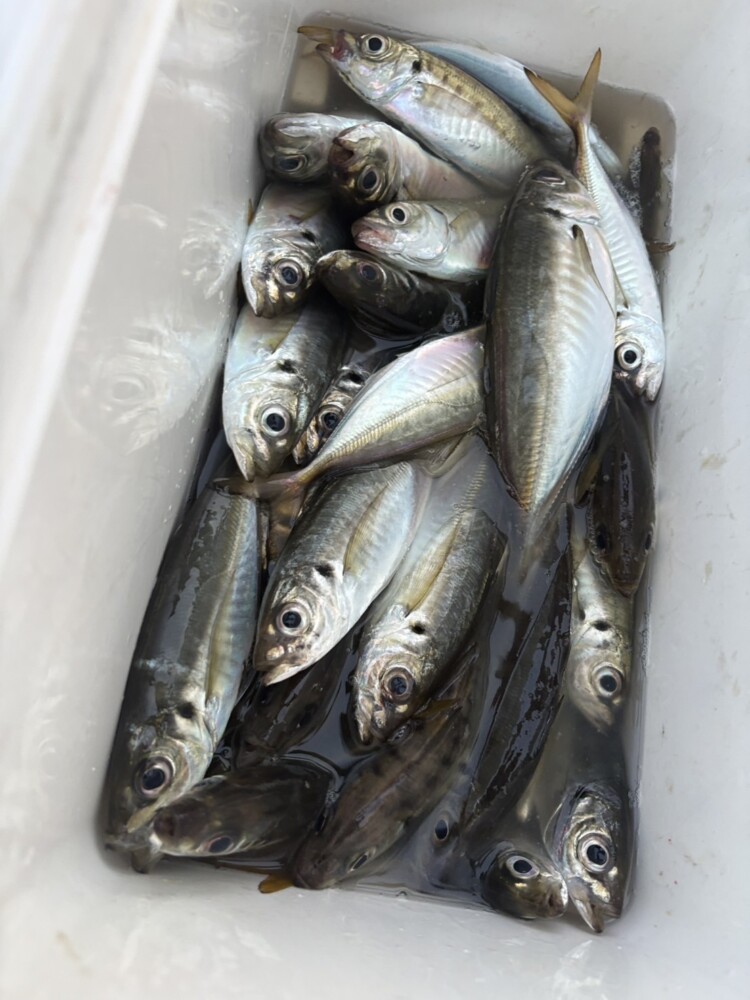 釣果写真