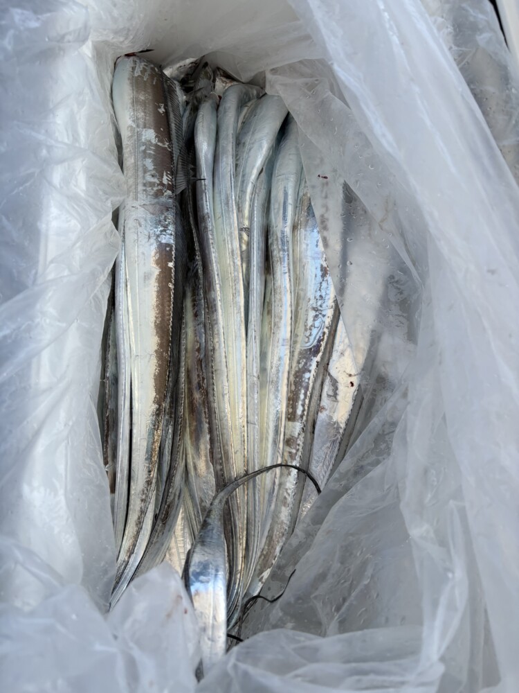釣果写真