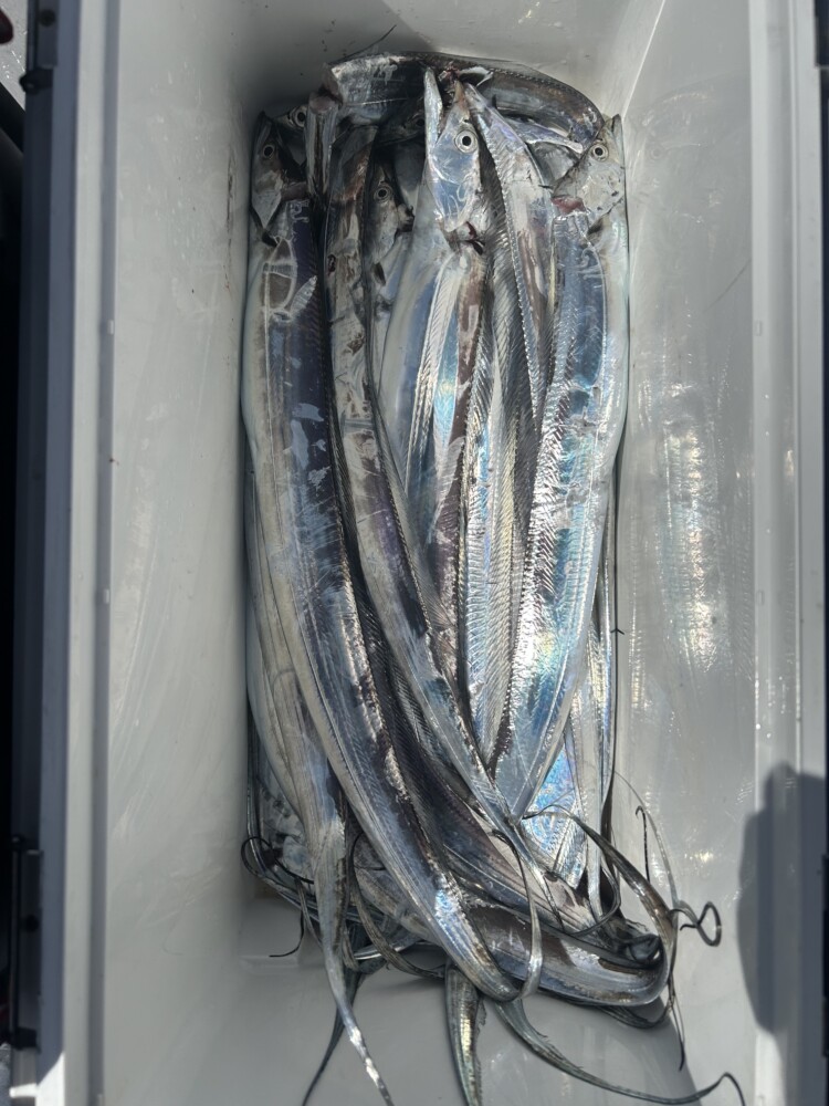 釣果写真