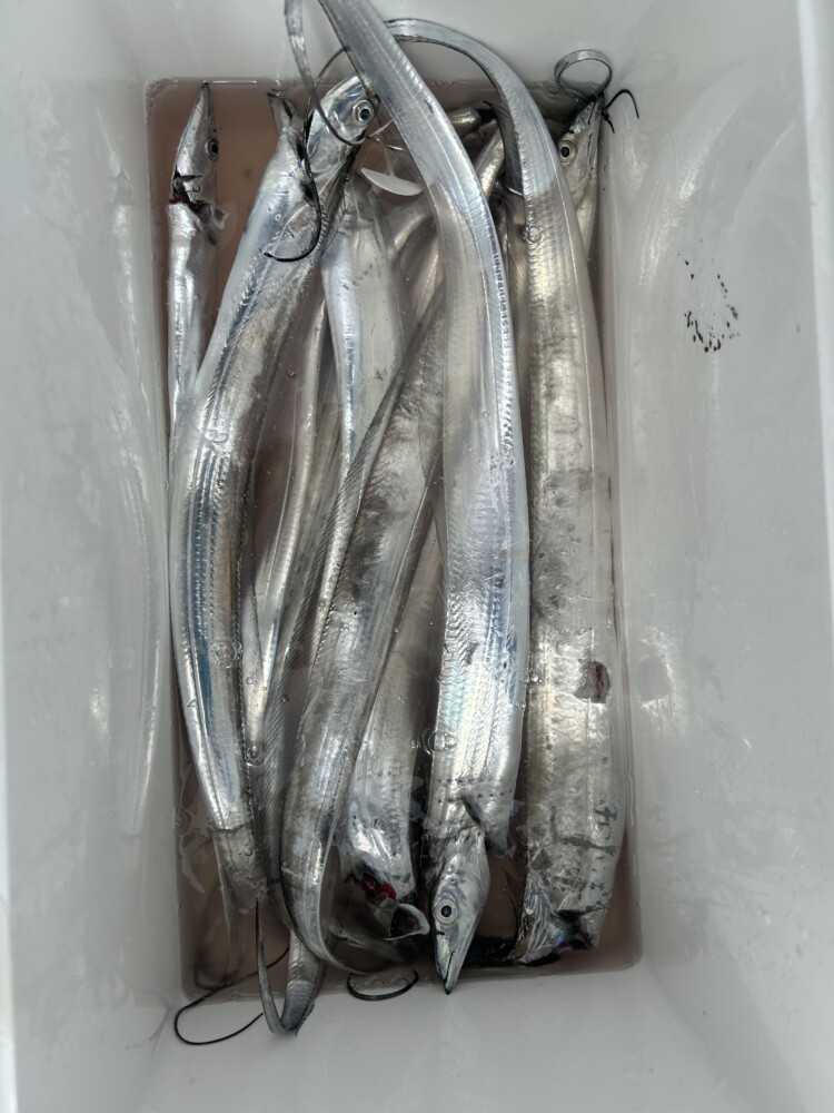 釣果写真