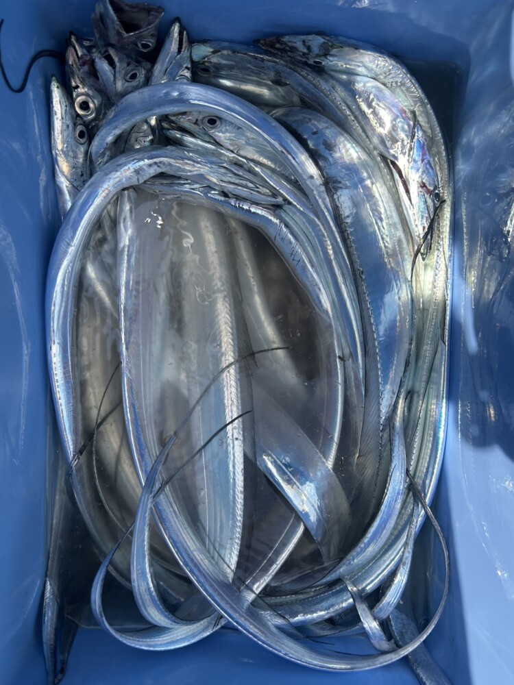 釣果写真