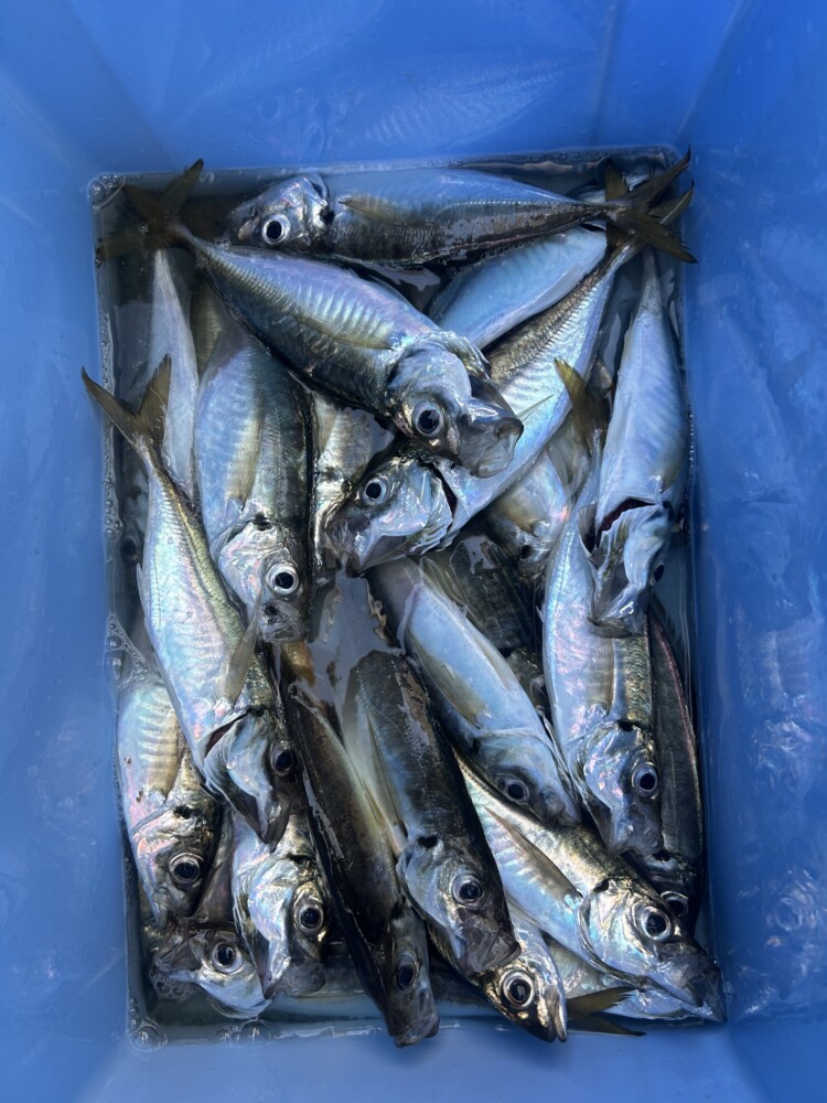 釣果写真