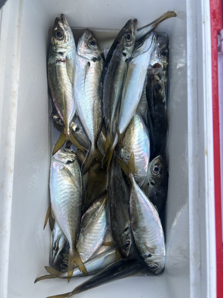 釣果写真