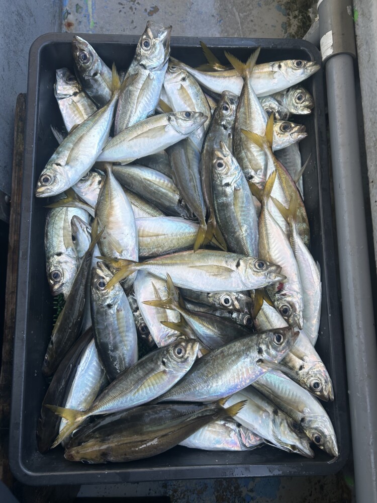 釣果写真