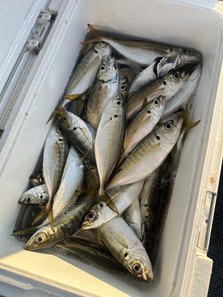 釣果写真