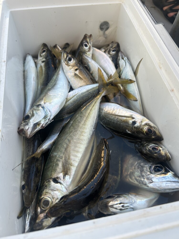 釣果写真