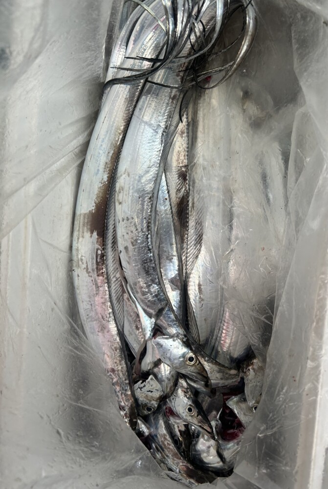 釣果写真