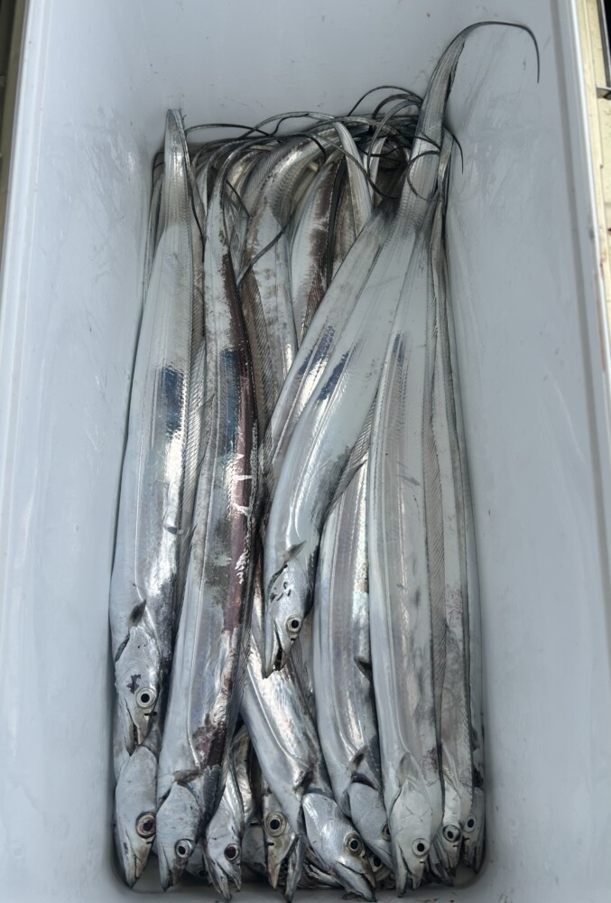 釣果写真