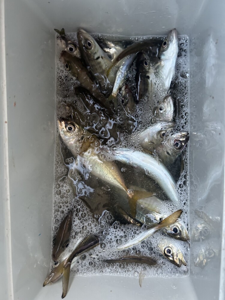 釣果写真