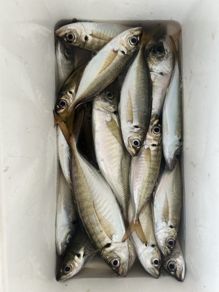 釣果写真