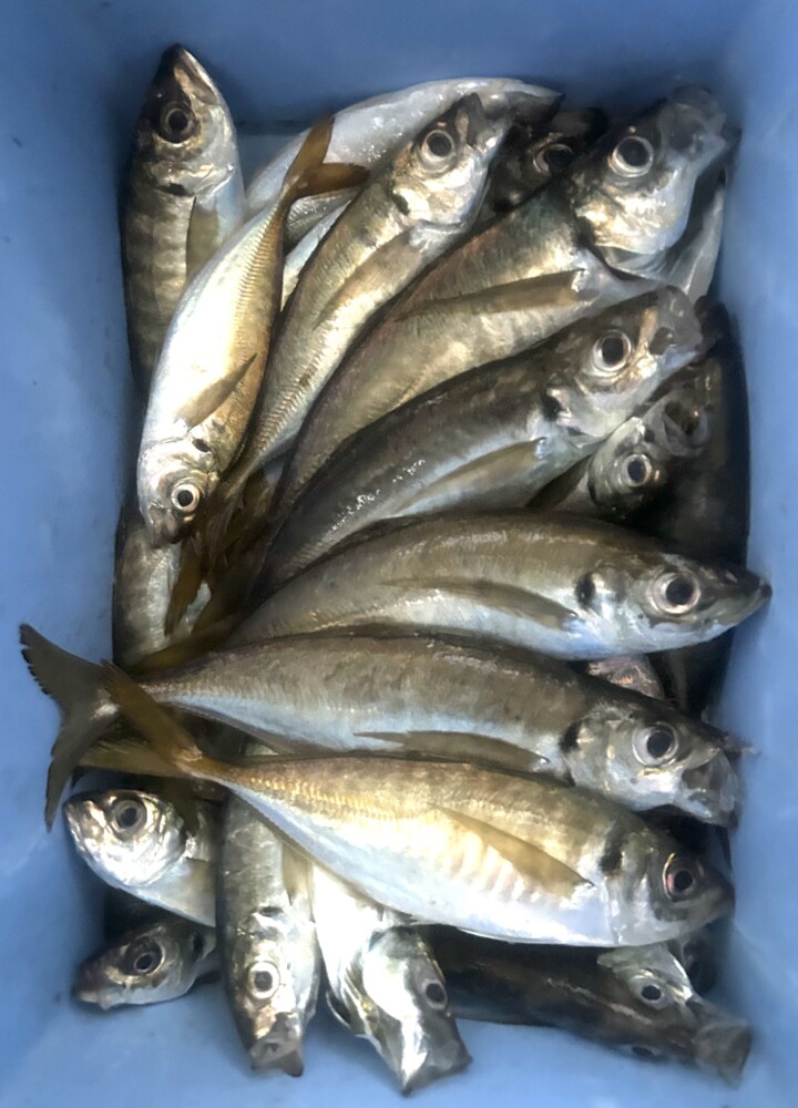 釣果写真