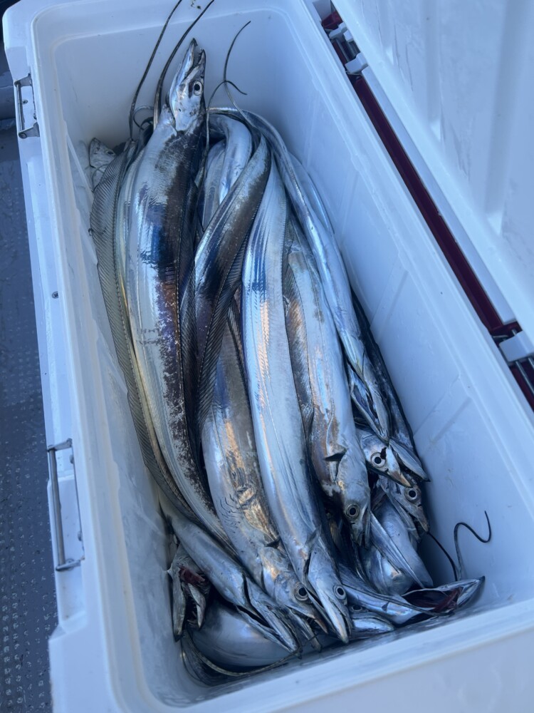 釣果写真