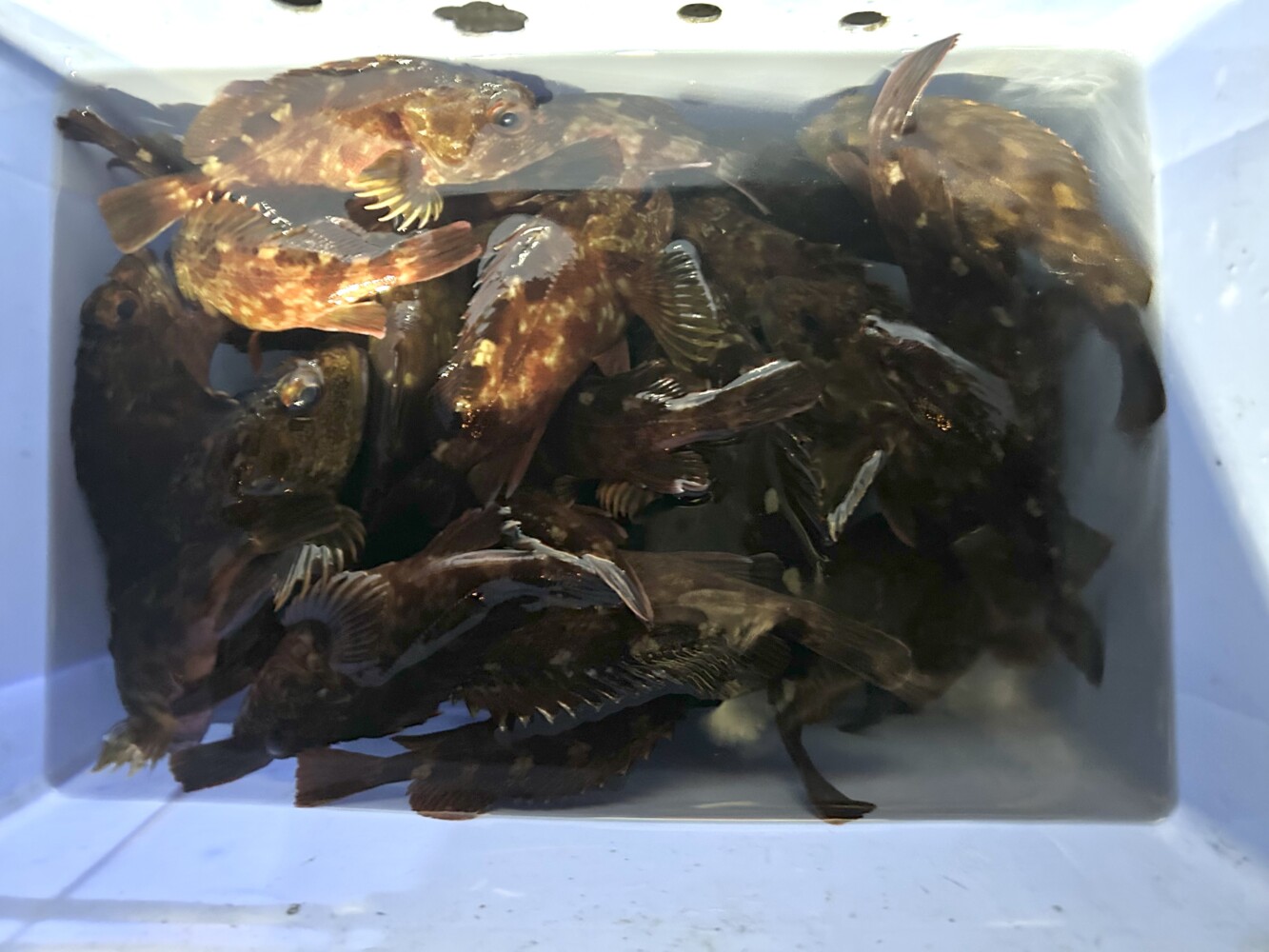 釣果写真