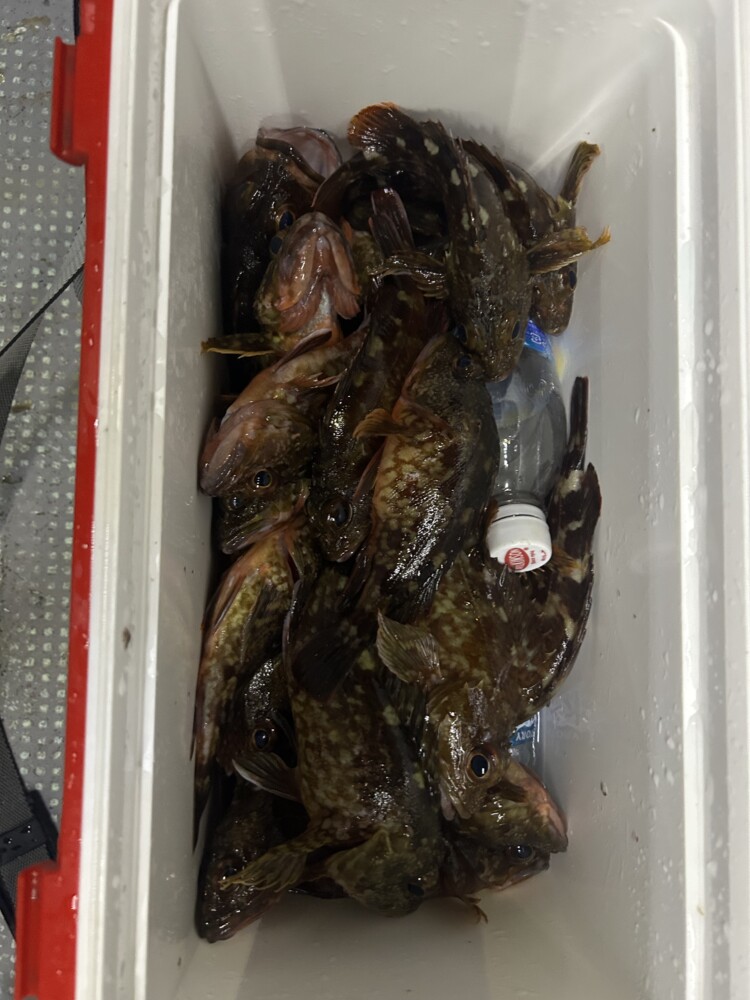 釣果写真