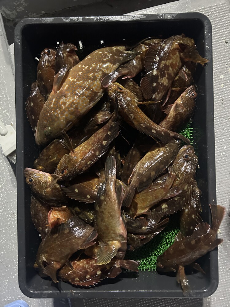 釣果写真