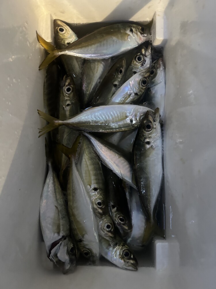 釣果写真