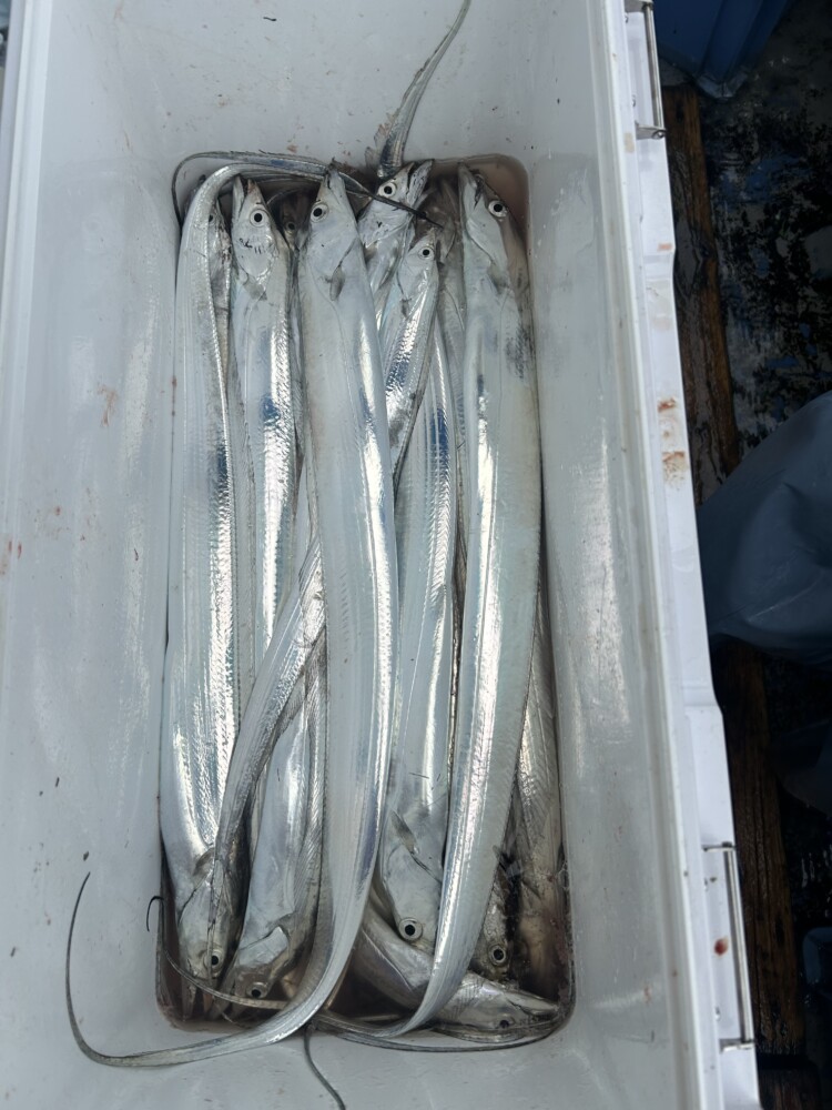 釣果写真