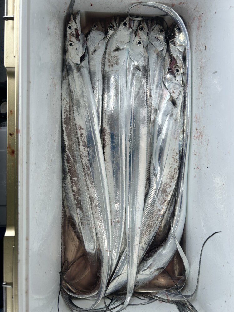 釣果写真