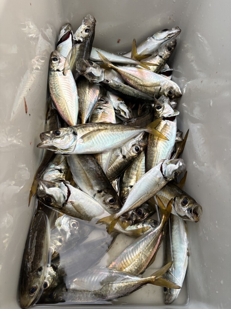 釣果写真