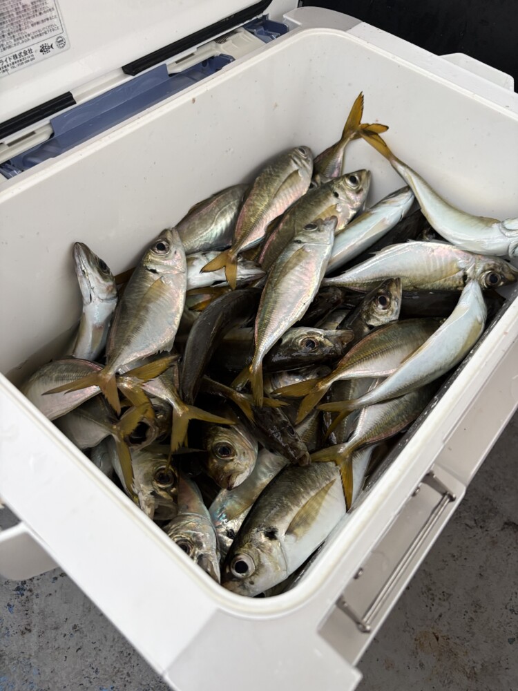 釣果写真
