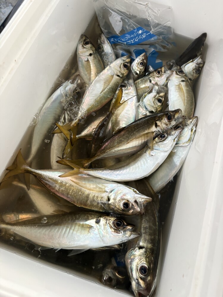 釣果写真