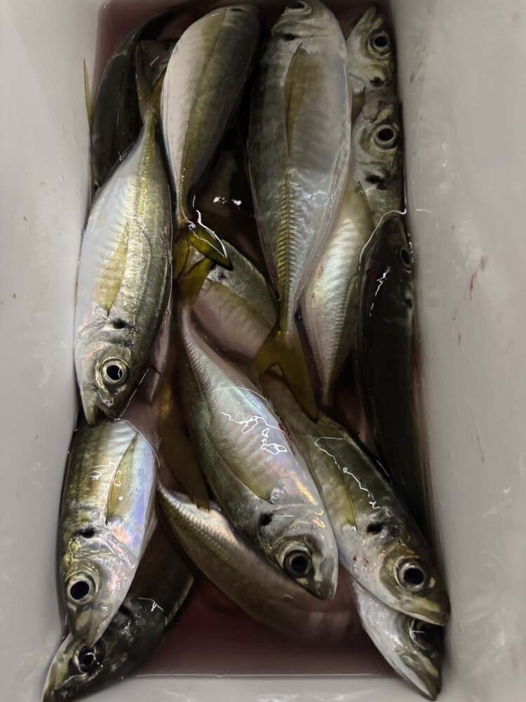 釣果写真