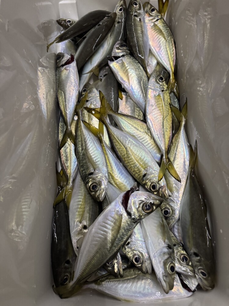 釣果写真