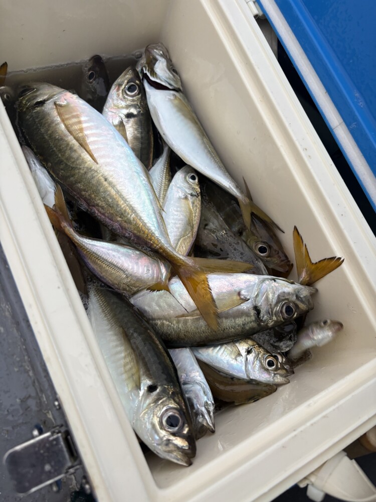 釣果写真