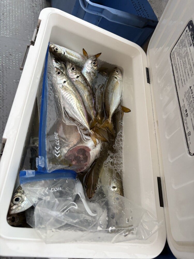 釣果写真
