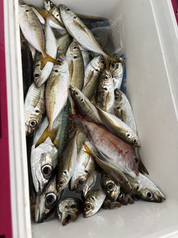 釣果写真