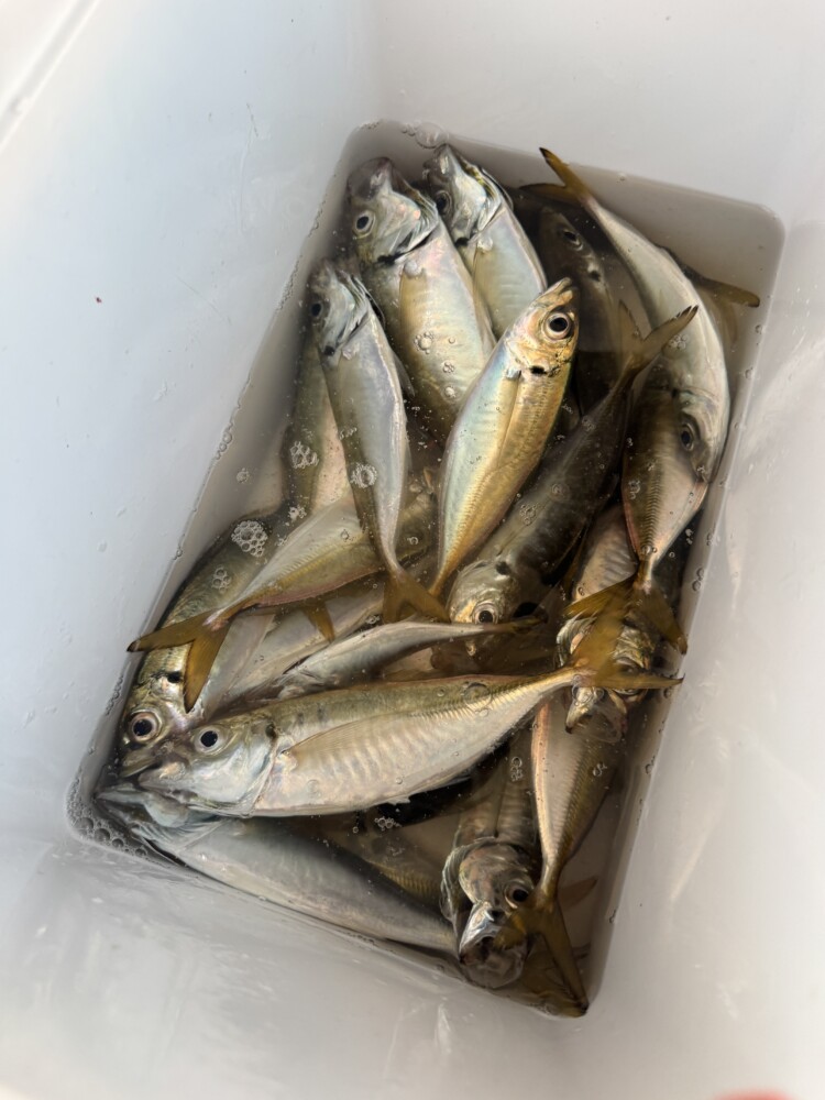 釣果写真